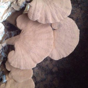Nấm Linh chi đỏ nguyên tai - GNT 100