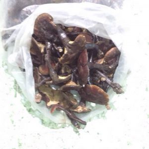Nấm Lim rừng Ba Chẽ - LBC 500