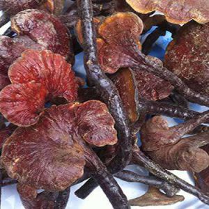Nấm Lim xanh Quảng Nam - Loại đặc biệt