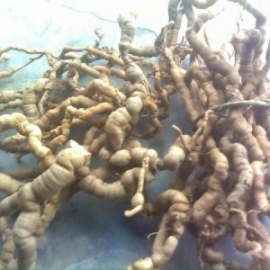 Ba kích rừng tươi