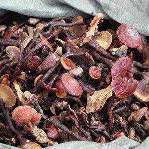 Nấm Lim xanh Quảng Nam - Loại 2