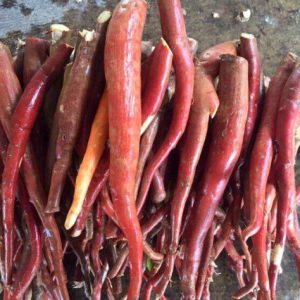 Sâm cau rừng tươi